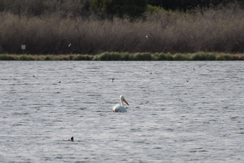 White Pelican on Ice lake in Buena Vista