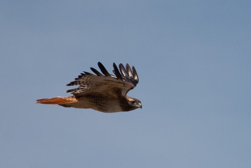 Red Tail hawk near Buena Vista, CO