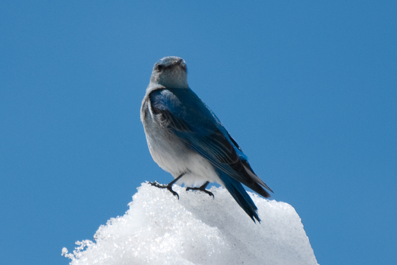 Bluebird at the top of Cottonwood Pass