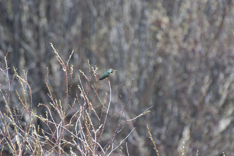 Hummingbird near Taylor