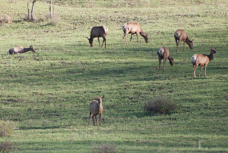Elk off Last Dollar Road (58p) in Ouray County