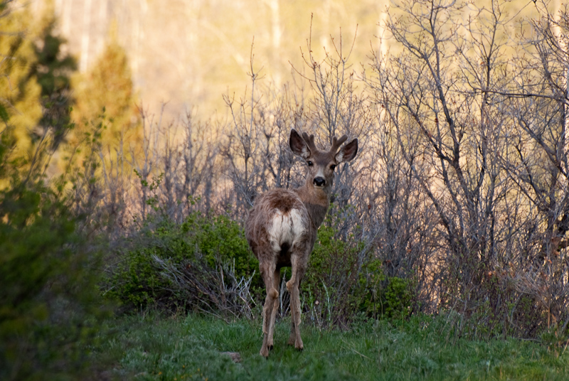 Deer off Last Dollar Road (58p) in Ouray County