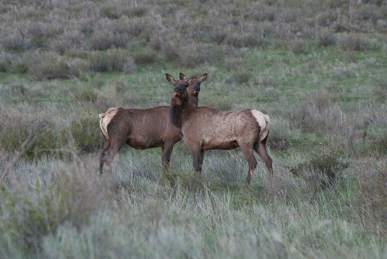 Elk off Last Dollar Road (58p) in Ouray County