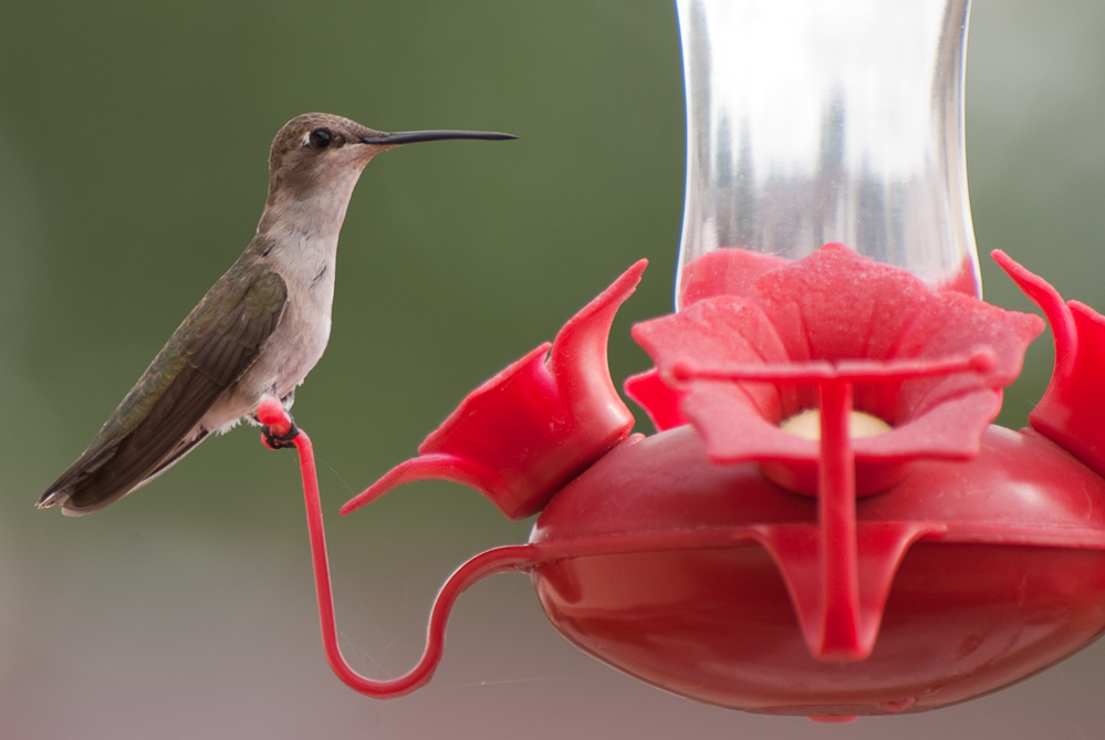Hummingbird - DSC_1170