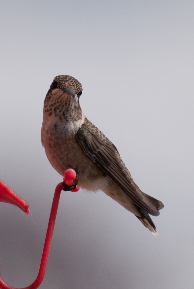 Hummingbird - DSC_1179