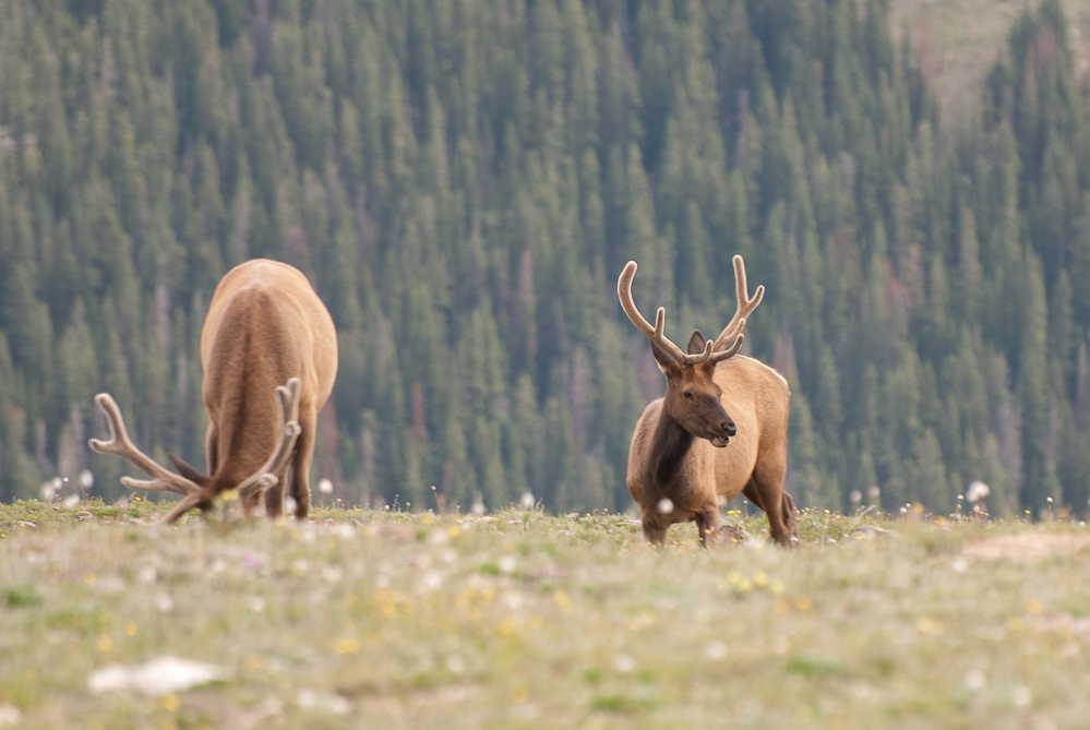 Elk at Rocky Mountain National Park - DSC_1273