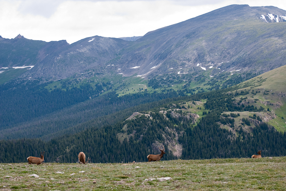Elk at Rocky Mountain National Park - DSC_1274