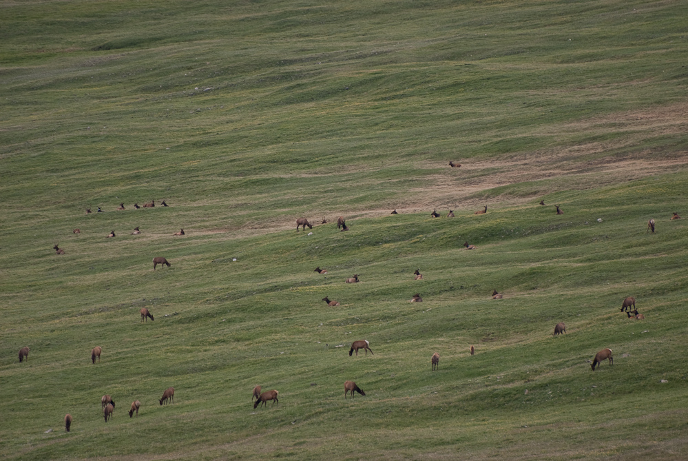 Elk at Rocky Mountain National Park - DSC_1277