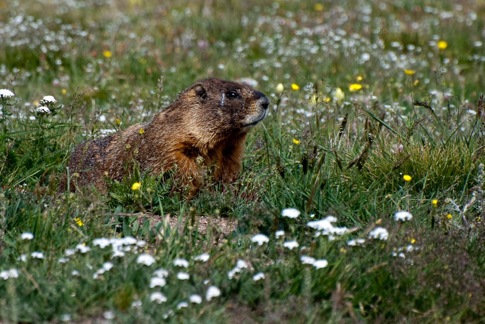 Marmot at Rocky Mountain National Park - DSC_1318