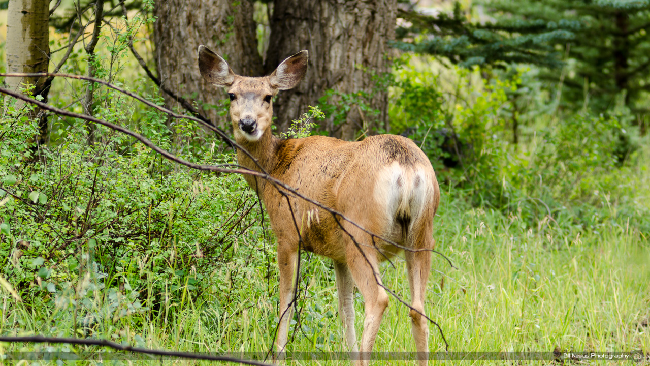 Mule deer on Co 20. Lake City, Colorado / DSC_2393