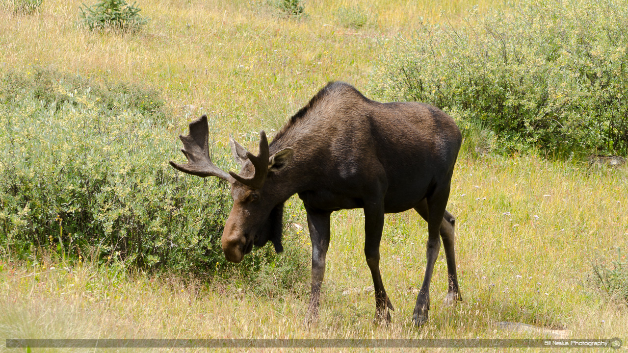 Moose off Co 50 Lake City, Colorado / DSC_2486