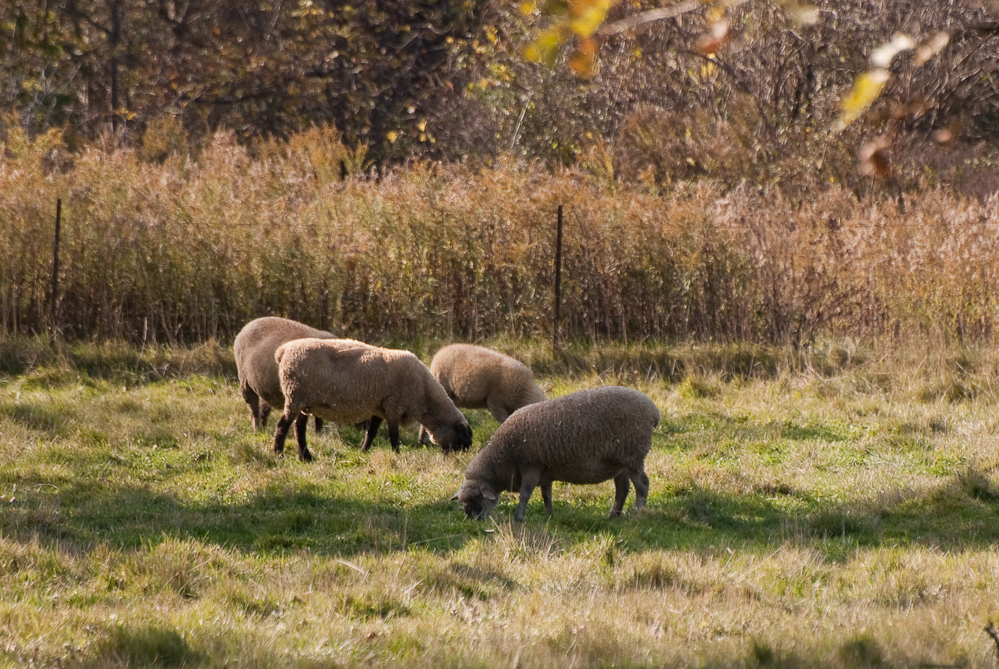 DSC_5047 / Sheep grazing