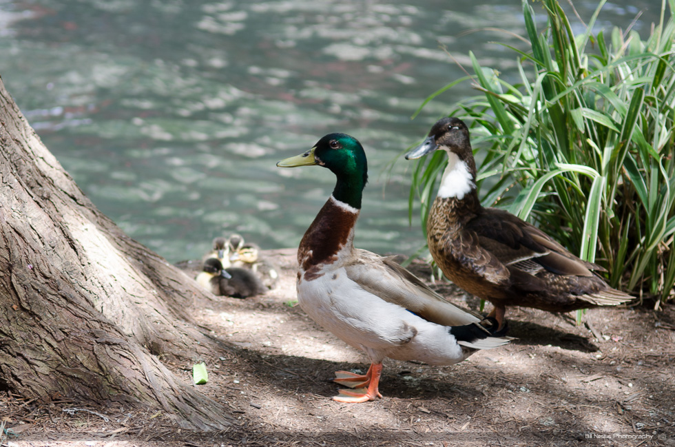Ducks San Antonio Riverwalk ~ DSC_0545