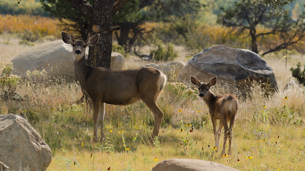 Deer in Buena Vista, CO  ~  DSC_4946