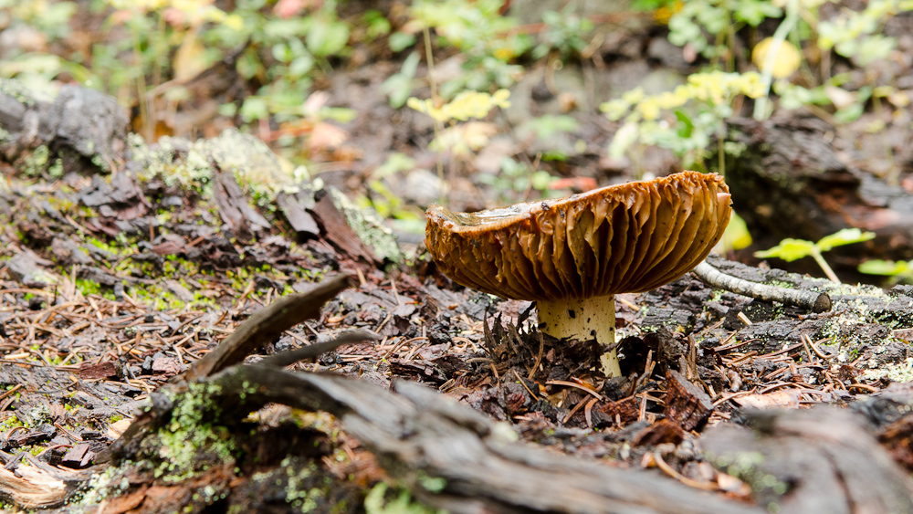A mushroon on the path to Hayden trail / DSC_6779