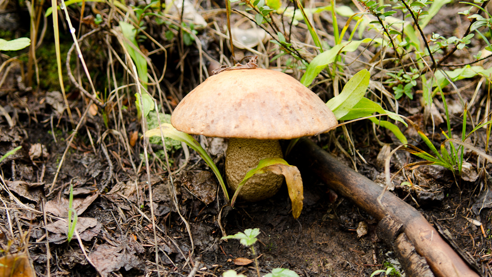 A mushroon on the path to Hayden trail / DSC_6781