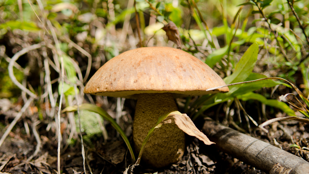 A mushroon on the path to Hayden trail / DSC_6973
