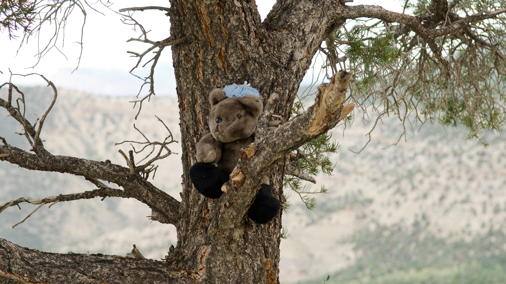 A bear in the tree. / DSC_7044