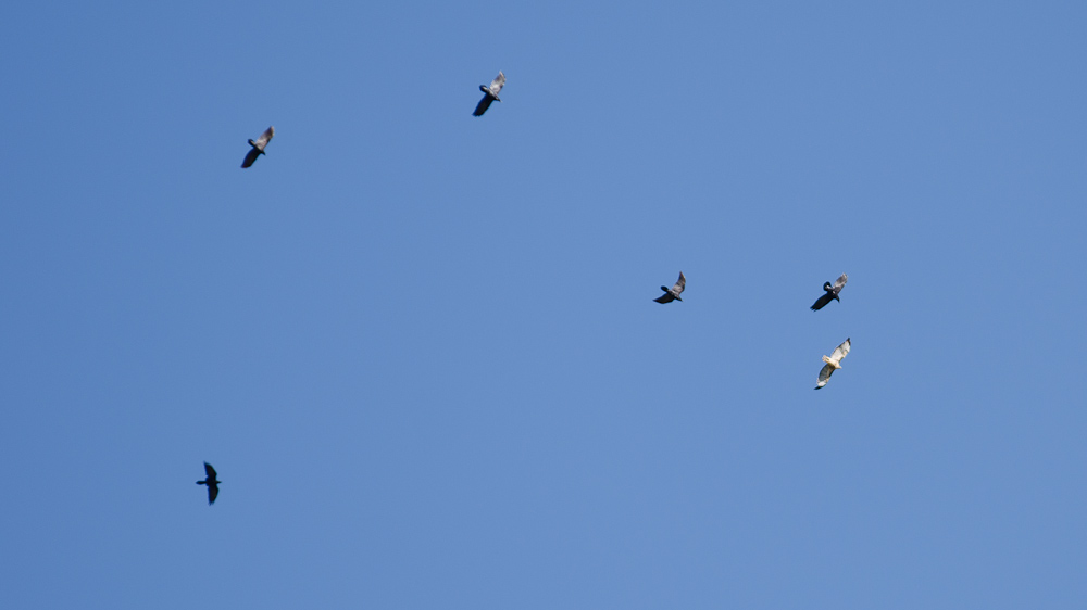 Crows harrasing a Red Tail hawk / DSC_7339