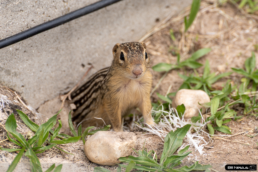 chipmunk / DSC_9965 / 